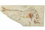 Bargain, Cretaceous Fossil Fish (Armigatus) - Lebanon #238339-1